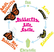 Life Cycle of a Butterfly 
